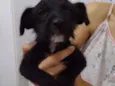A grande é liza e filhotes