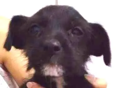 Cachorro ra a Vira lata idade  nome A grande é liza e filhotes