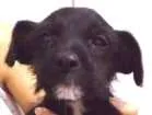 Cachorro raça Vira lata idade  nome A grande é liza e filhotes