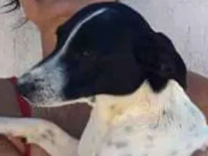 Cachorro raça Srd porte médio baixinho idade 1 ano nome Educado