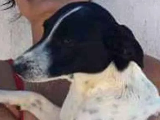 Cachorro ra a Srd porte médio baixinho idade 1 ano nome Educado