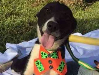 Cachorro ra a SRD idade 1 ano nome Piter