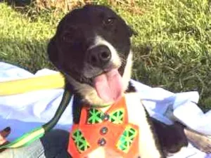 Cachorro raça SRD idade 1 ano nome Piter