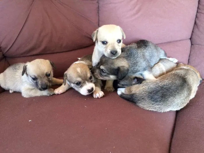 Cachorro ra a SRD idade Abaixo de 2 meses nome Filhotes