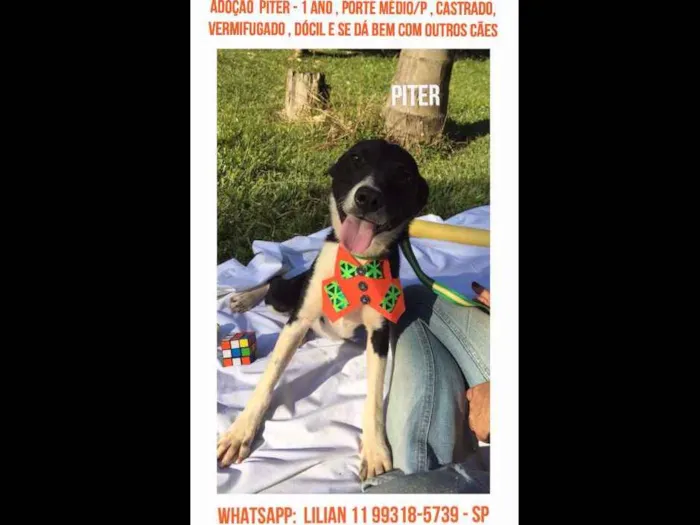Cachorro ra a SRD idade 1 ano nome Piter