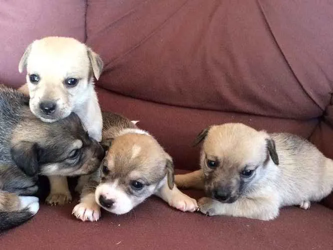 Cachorro ra a SRD idade Abaixo de 2 meses nome Filhotes