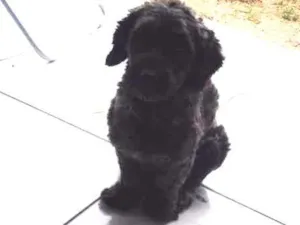 Cachorro raça Poodle com basset  idade 1 ano nome Sushi