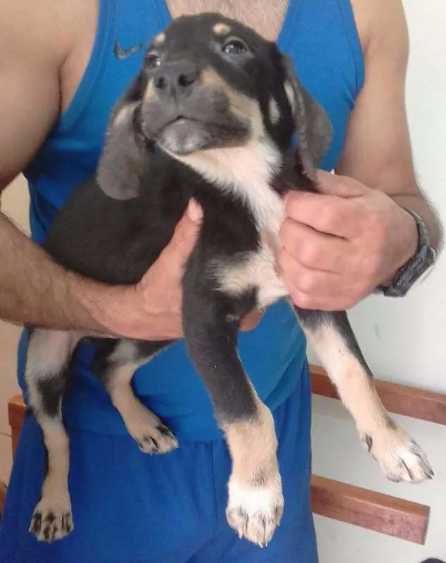 Cachorro ra a SRD idade 2 a 6 meses nome Preto