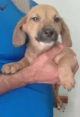 Caramelo