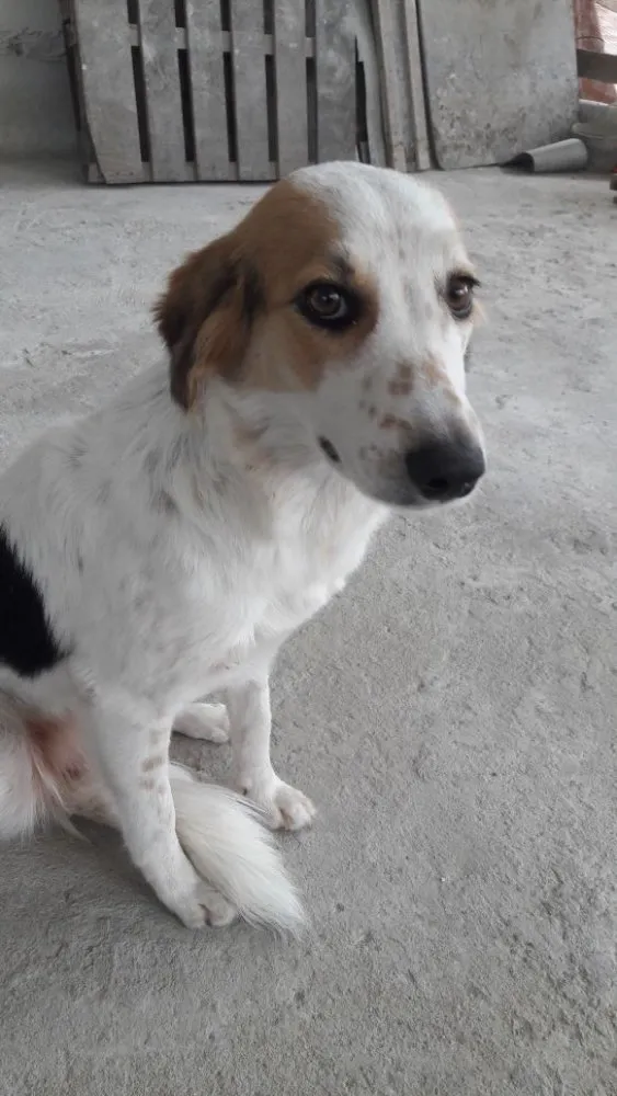 Cachorro ra a Sem definição  idade  nome Luna