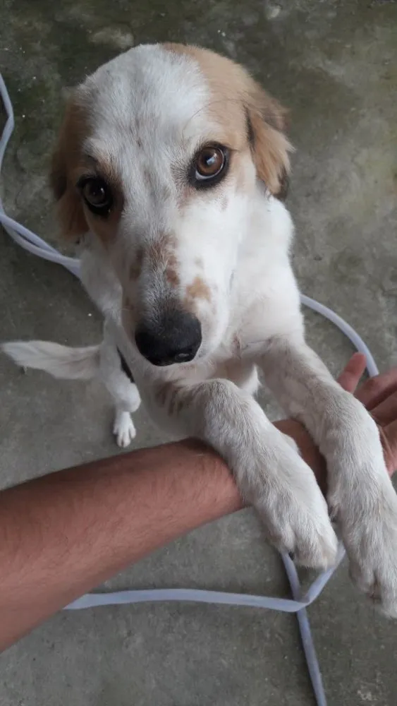 Cachorro ra a Sem definição  idade  nome Luna