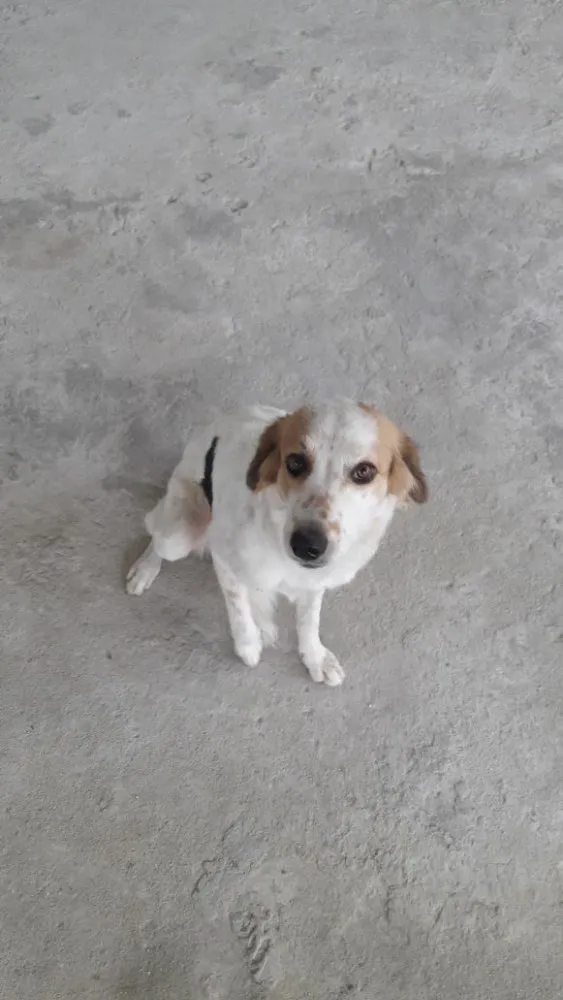 Cachorro ra a Sem definição  idade  nome Luna