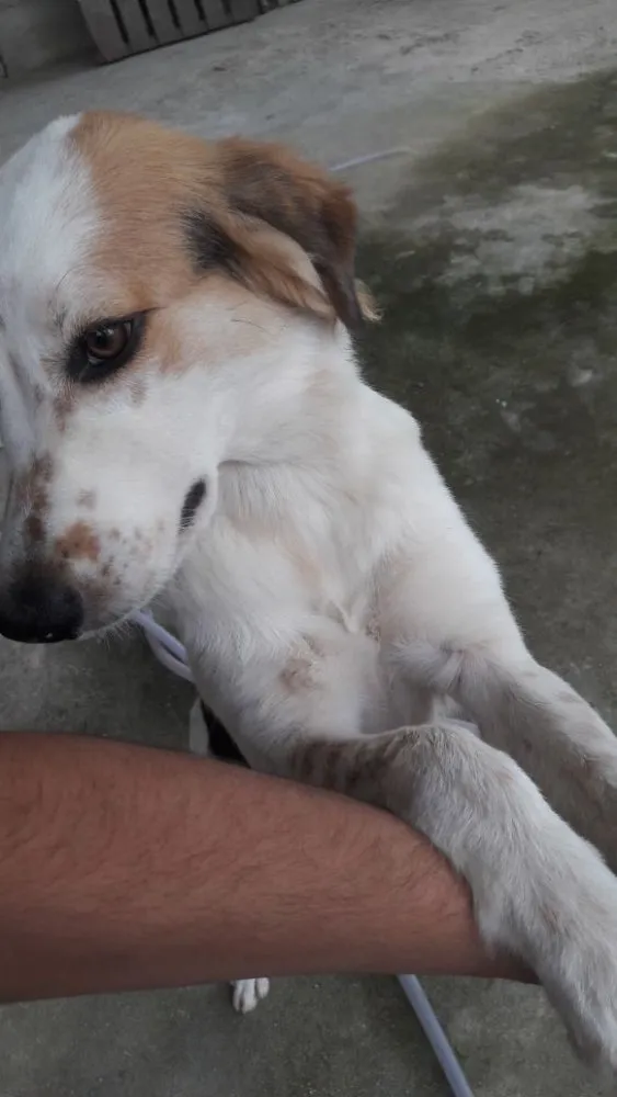 Cachorro ra a Sem definição  idade  nome Luna