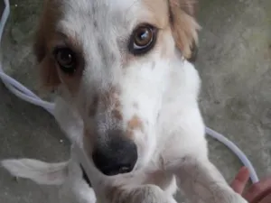 Cachorro raça Sem definição  idade  nome Luna