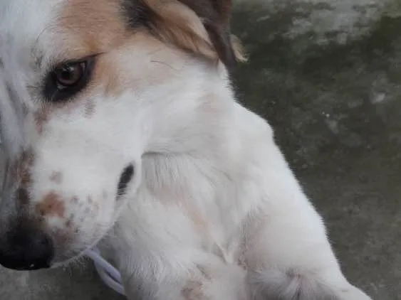 Cachorro ra a Sem definição  idade  nome Luna