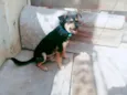 Totó