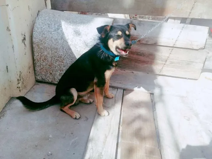 Cachorro raça Desconhecida idade 7 a 11 meses nome Totó