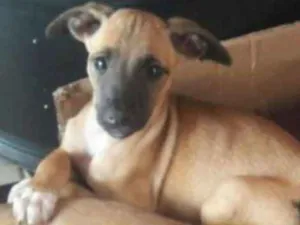 Gato raça Ndf idade 2 a 6 meses nome Sem nome