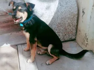 Cachorro raça Desconhecida idade 7 a 11 meses nome Totó