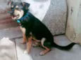 Totó