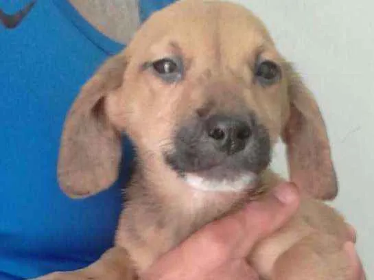 Cachorro ra a SRD idade 2 a 6 meses nome Caramelo