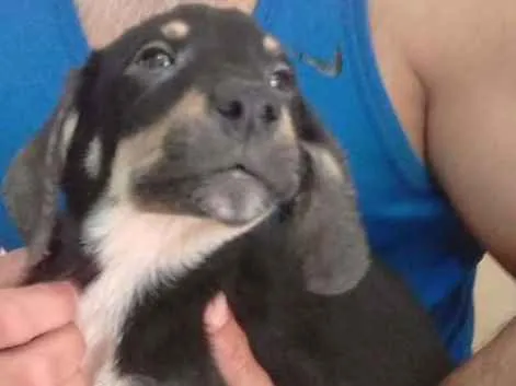 Cachorro ra a SRD idade 2 a 6 meses nome Preto