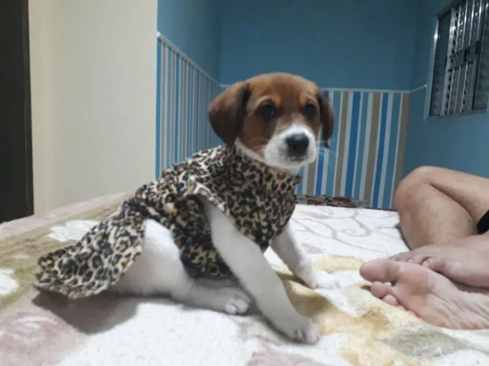 Cachorro ra a Rnd idade 2 a 6 meses nome Mel