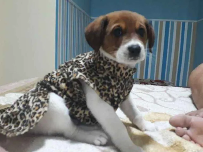 Cachorro ra a Rnd idade 2 a 6 meses nome Mel