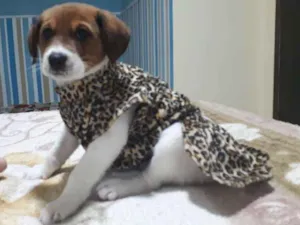 Cachorro raça Rnd idade 2 a 6 meses nome Mel