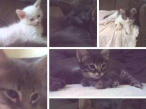 Gato raça sem raça idade Abaixo de 2 meses nome sem nome