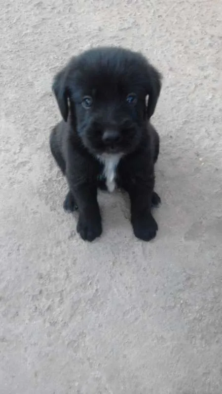 Cachorro ra a Poodle idade 2 a 6 meses nome FILHOTES