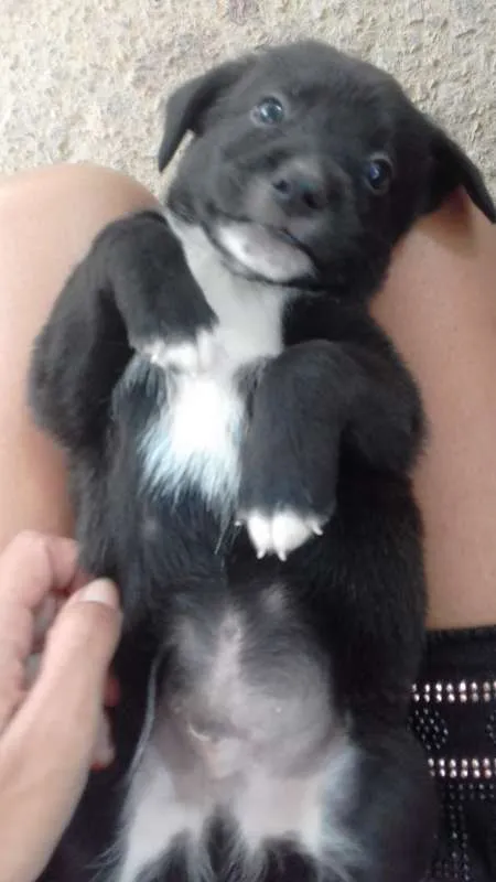 Cachorro ra a Poodle idade 2 a 6 meses nome FILHOTES
