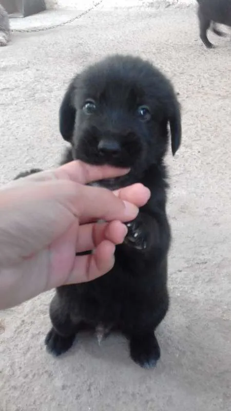 Cachorro ra a Poodle idade 2 a 6 meses nome FILHOTES