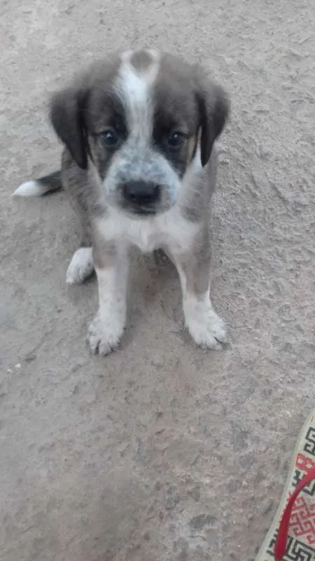 Cachorro ra a Poodle idade 2 a 6 meses nome FILHOTES