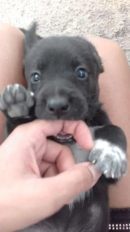 Cachorro ra a Poodle idade 2 a 6 meses nome FILHOTES