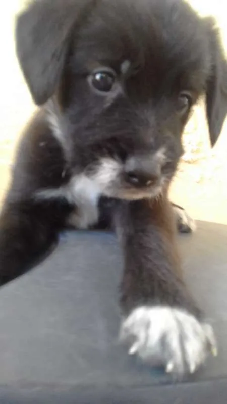 Cachorro ra a Poodle idade 2 a 6 meses nome FILHOTES