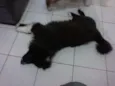 rambo