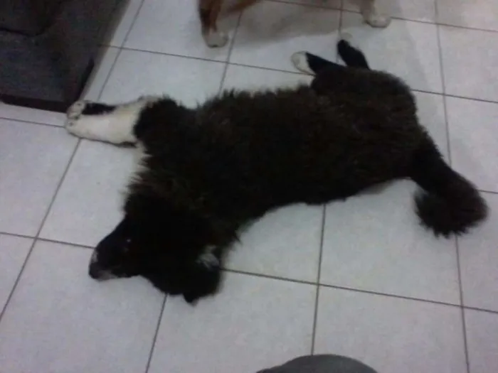 Cachorro raça xau xau idade 2 anos nome rambo