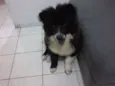 rambo