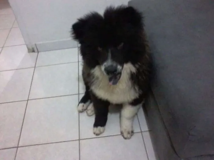 Cachorro raça xau xau idade 2 anos nome rambo