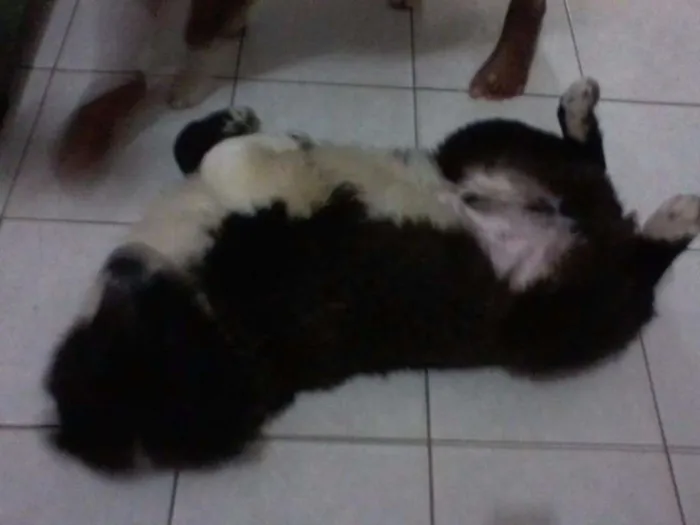 Cachorro raça xau xau idade 2 anos nome rambo
