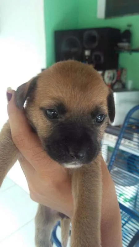 Cachorro ra a SRD idade Abaixo de 2 meses nome Filhote fofos