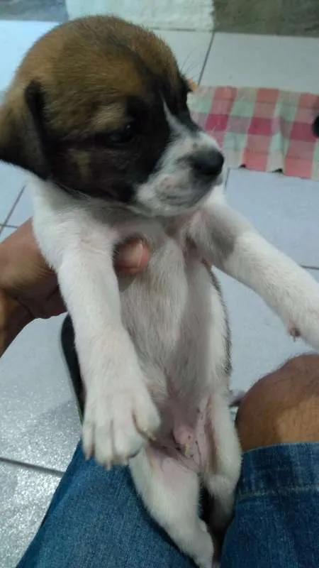 Cachorro ra a SRD idade Abaixo de 2 meses nome Filhote fofos