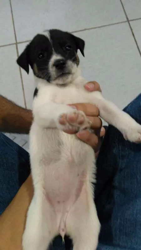 Cachorro ra a SRD idade Abaixo de 2 meses nome Filhote fofos