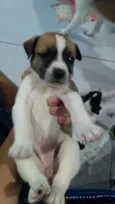 Filhote fofos