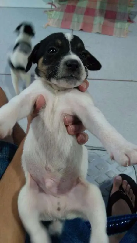 Cachorro ra a SRD idade Abaixo de 2 meses nome Filhote fofos