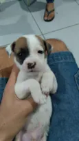 Filhote fofos