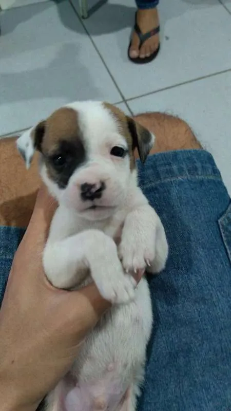 Cachorro ra a SRD idade Abaixo de 2 meses nome Filhote fofos