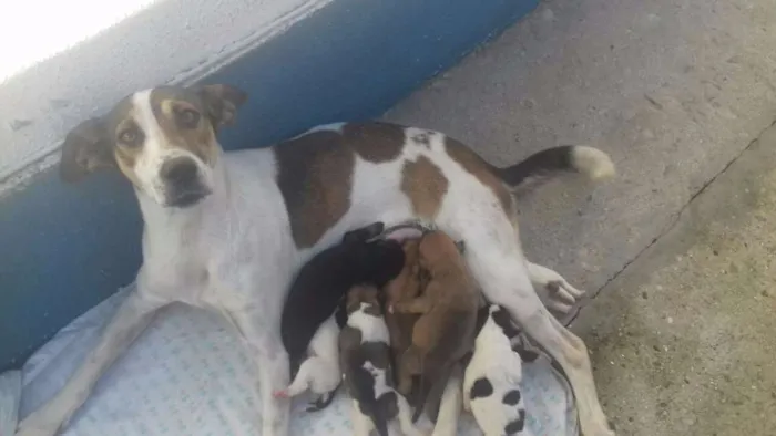 Cachorro ra a SRD idade Abaixo de 2 meses nome Filhote fofos