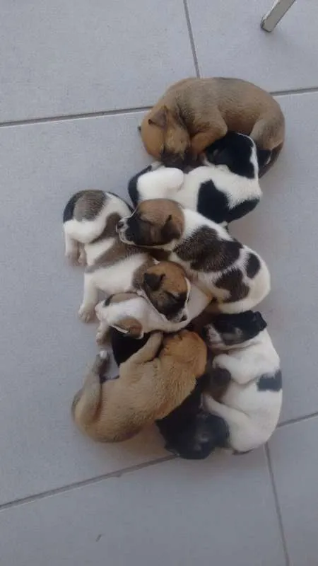 Cachorro ra a SRD idade Abaixo de 2 meses nome Filhote fofos